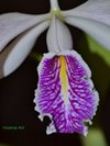 Cattleya maxima var. semi-alba  (MSB)